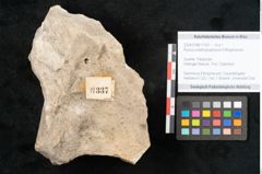 Foto (Objekt + Etikett) von Ruscus praehypoglossum Ettingshausen (NHMW-GEO-2024-0188-11337)